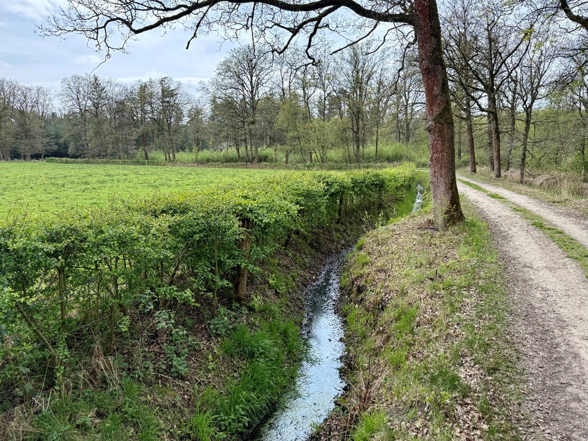Heggen
